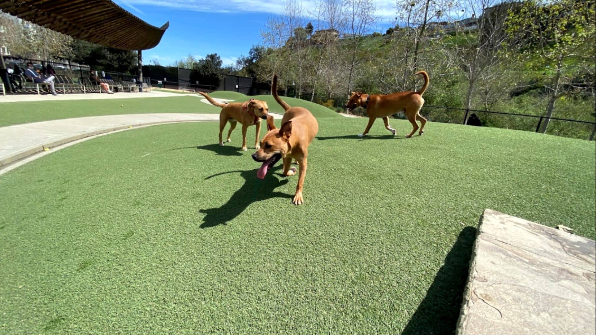 10 Best Dog Runs in Los Angeles